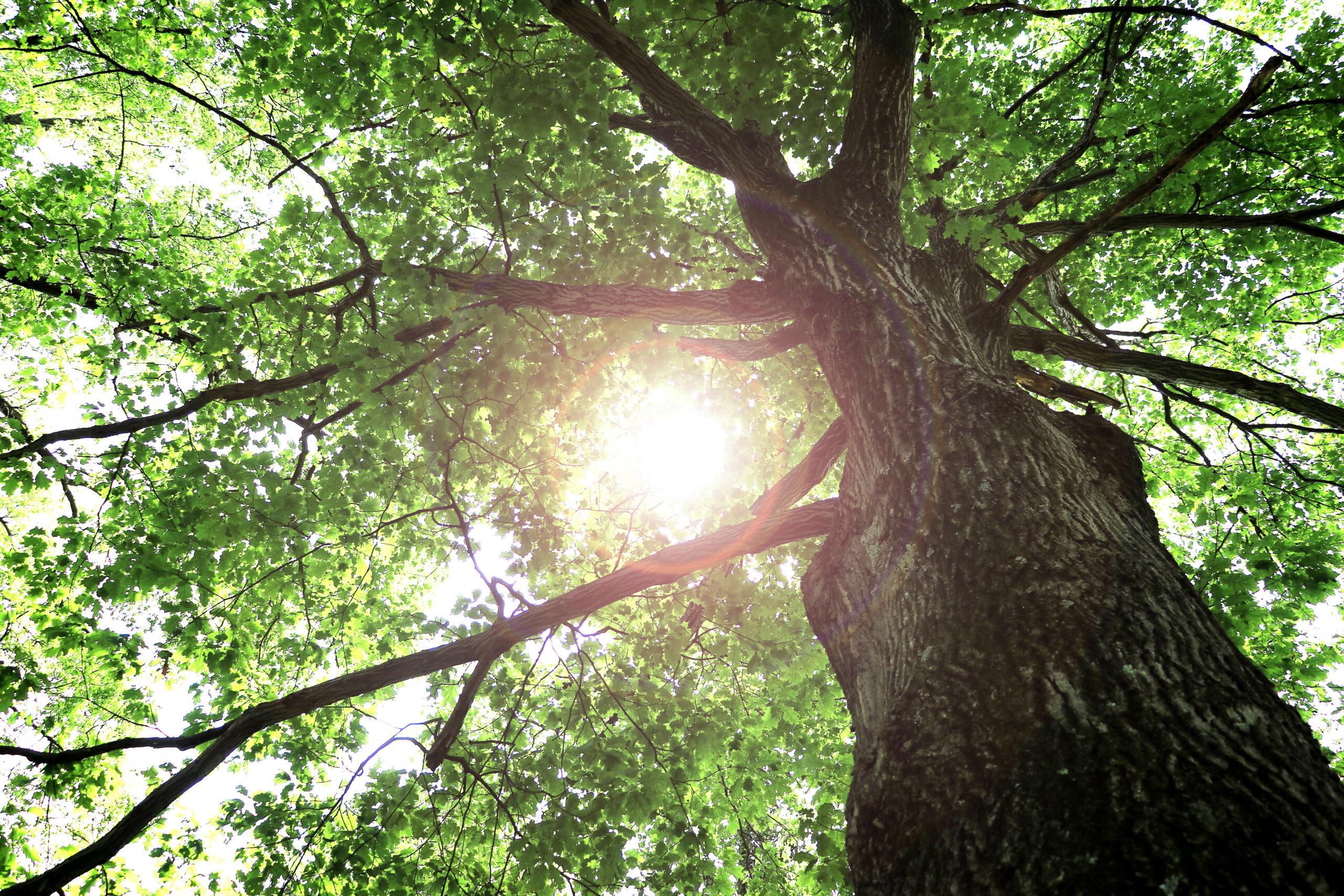 Sunrays filtering through the trees